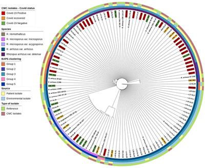 Whole genome analysis of Rhizopus species causing rhino-cerebral mucormycosis during the COVID-19 pandemic